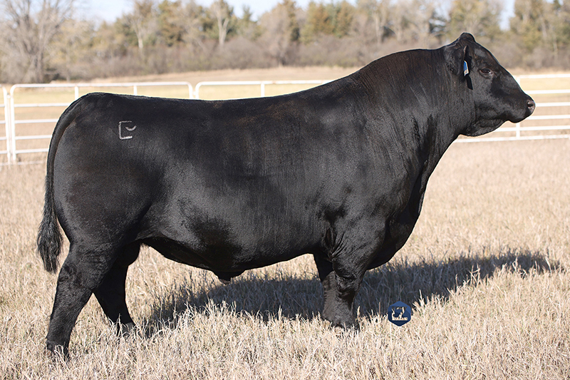 Baldridge Incognito J852