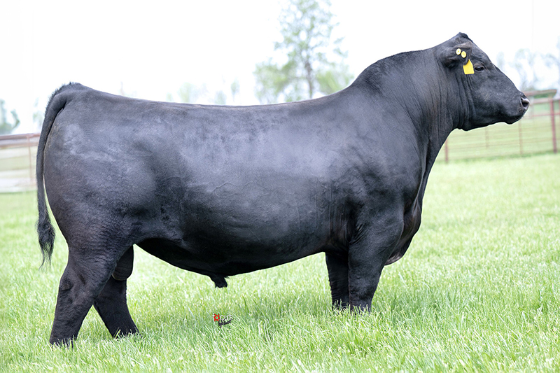 Boyd/Myers Mindset M750
