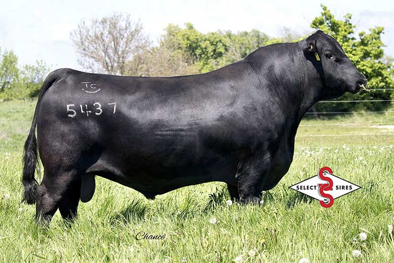 TEX Playbook 5437